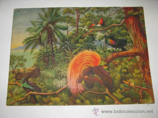 Collectable Incomplete Albums: &Aacute;lbum ANIMALES EN LA NATURALEZA, 2 l&aacute;minas dibujadas a pluma y 10 l&aacute;minas en colores.