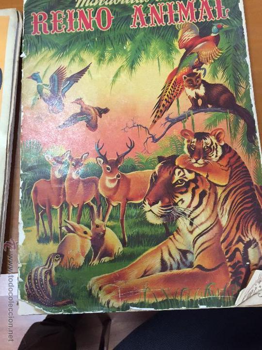 Collezionismo Album: MARAVILLAS DEL REINO ANIMAL ALBUM CON 57 CROMOS SE VENDEN SUELTOS