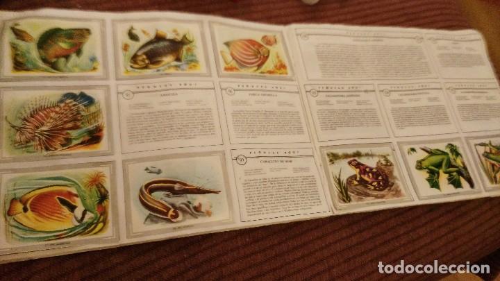 Coleccionismo &aacute;lbumes: VIDA Y COLOR - con 77 cromos - Foto 3