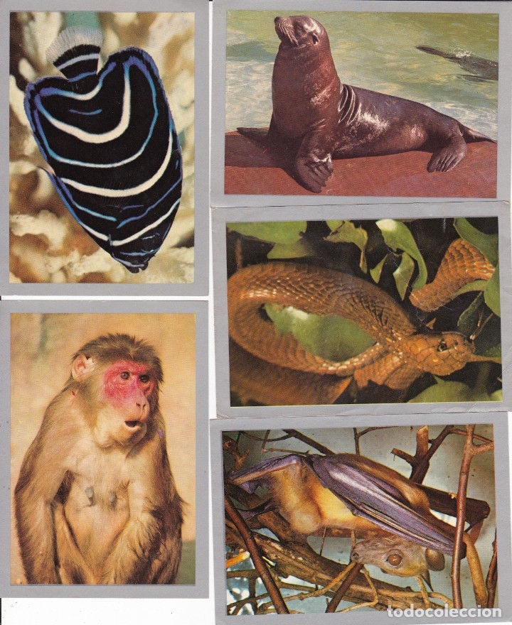 Collectionnisme Albums: 10 cromos col naturaleza viva n&ordm; 116,35,89,9,3,67,48,78,26,48