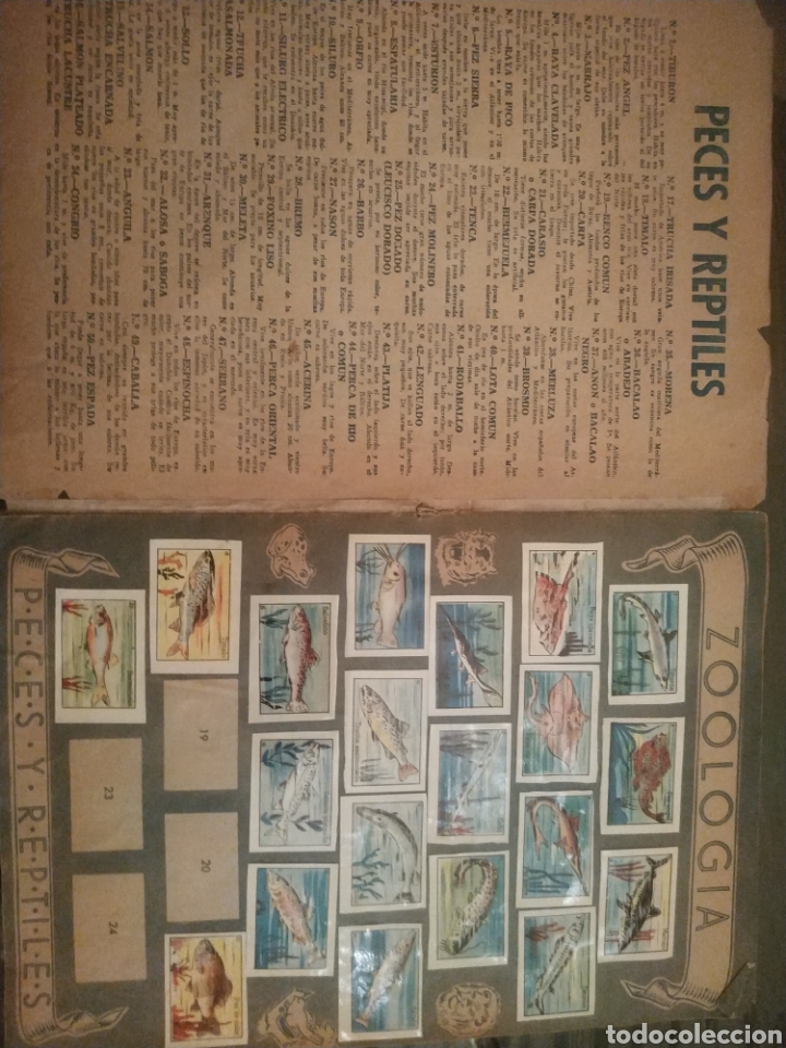 Coleccionismo &aacute;lbumes: ZOOLOGIA. PECES Y REPTILES - Foto 2