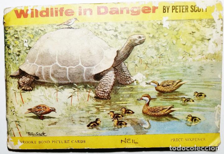 Collectionnisme Albums: BROOK BOND PICTURE CARDS. WILDLIFE IN DANGER BY PETER SCOTT. INCOMPLETO.