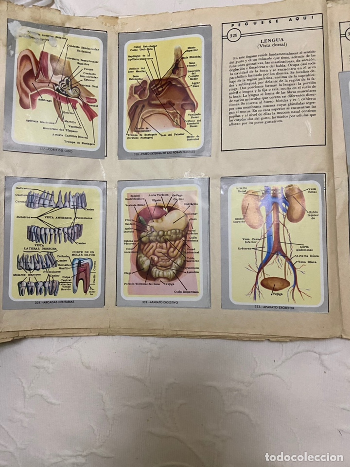 Coleccionismo &aacute;lbumes: Lote de 4 albunes de cromos - Foto 22