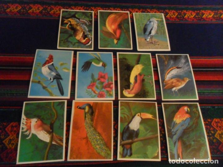 Collectionnisme Albums: DUNKIN SUPERCROMO LAS AVES CROMO NUNCA PEGADO MUY BUEN ESTADO 12 11 10 9 8 7 6 5 4 2 1. 1969.