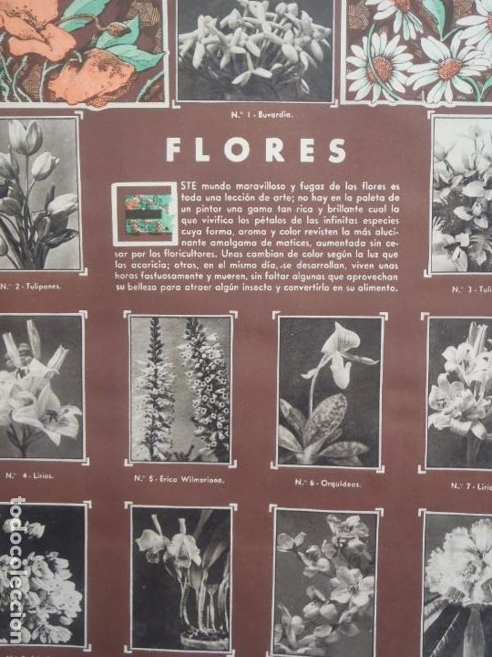 Collezionismo Album: FLORES- HOJA COMPLETA DE CROMOS - SERIE -H-GALLINA BLANCA