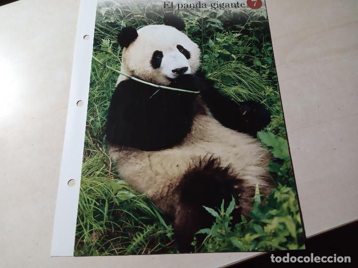 Colecionismo Cadernetas: EL PANDA GIGANTE 7 GRUPO 1 MAMIFEROS TERRESTRES EL APASIONANTE MUNDO ANIMAL