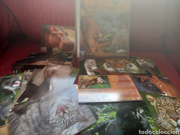 Collectable Incomplete Albums: ALBUM WILD ANIMALS CARDS + 71 TARJETAS FOTOCARDS NUEVAS