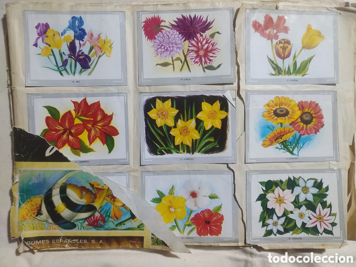 Coleccionismo &aacute;lbumes: &Aacute;lbum vida y color - Foto 2