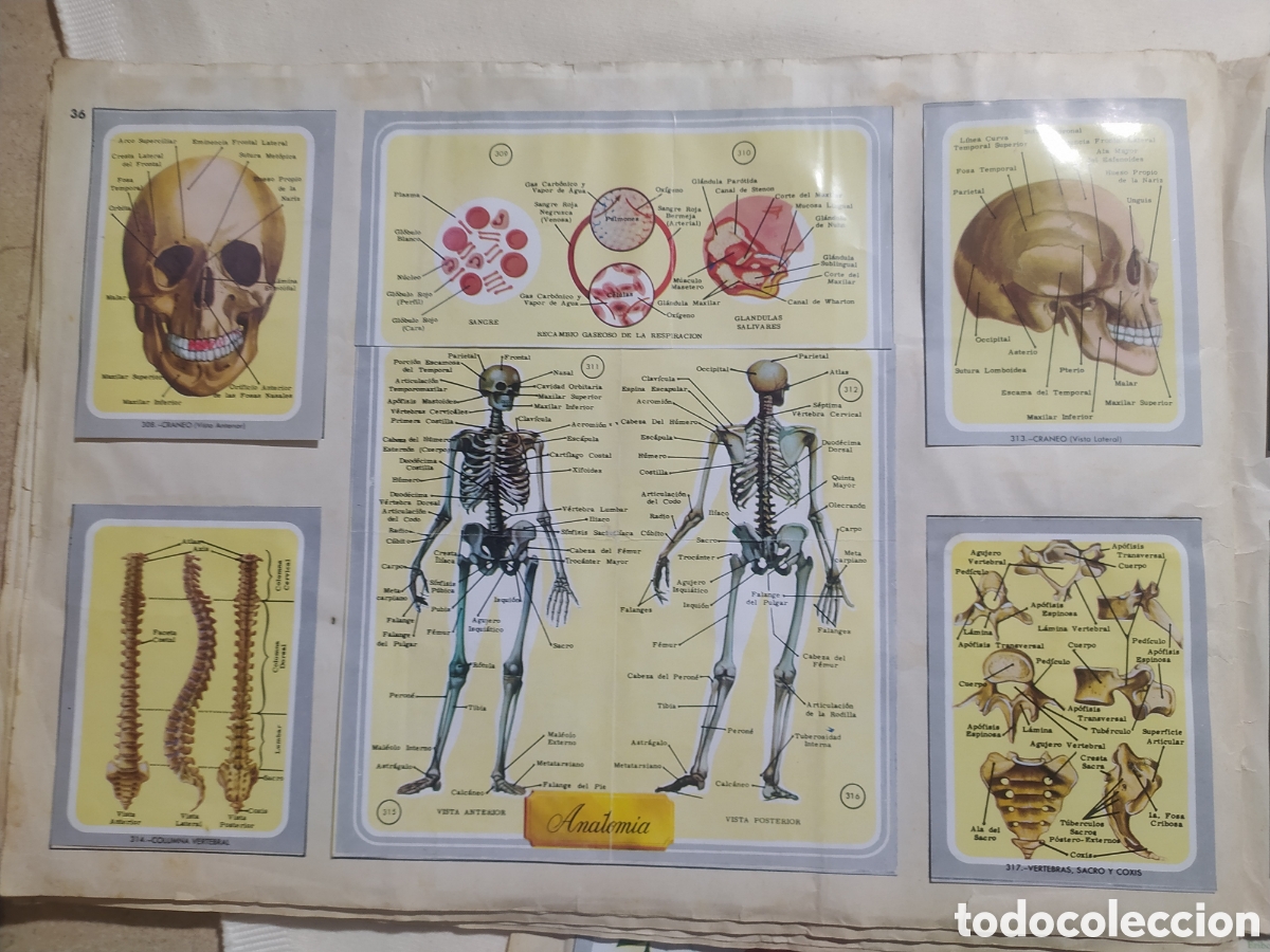 Coleccionismo &aacute;lbumes: &Aacute;lbum vida y color - Foto 7