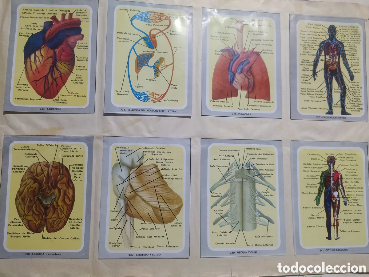 Coleccionismo &aacute;lbumes: &Aacute;lbum vida y color - Foto 10