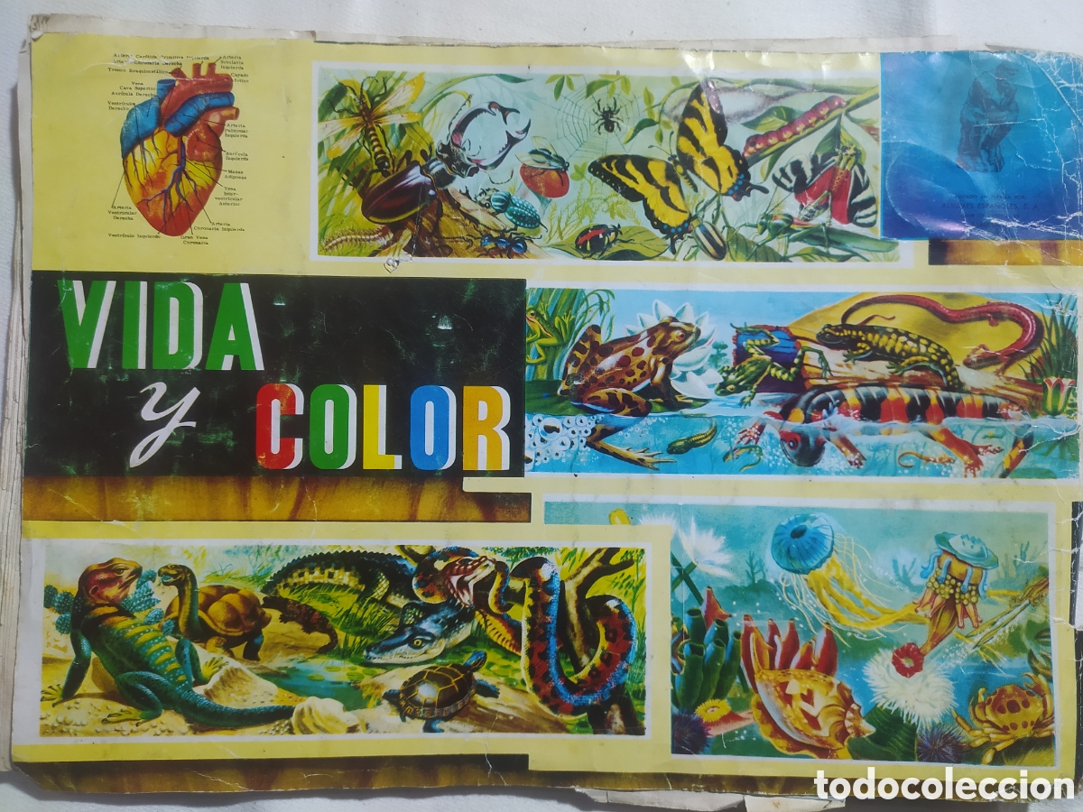 Coleccionismo &aacute;lbumes: &Aacute;lbum vida y color - Foto 11