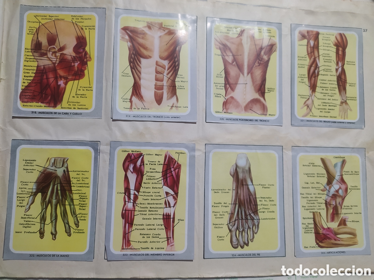 Coleccionismo &aacute;lbumes: &Aacute;lbum vida y color - Foto 14