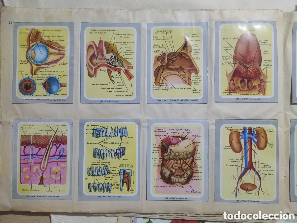 Coleccionismo &aacute;lbumes: &Aacute;lbum vida y color - Foto 15