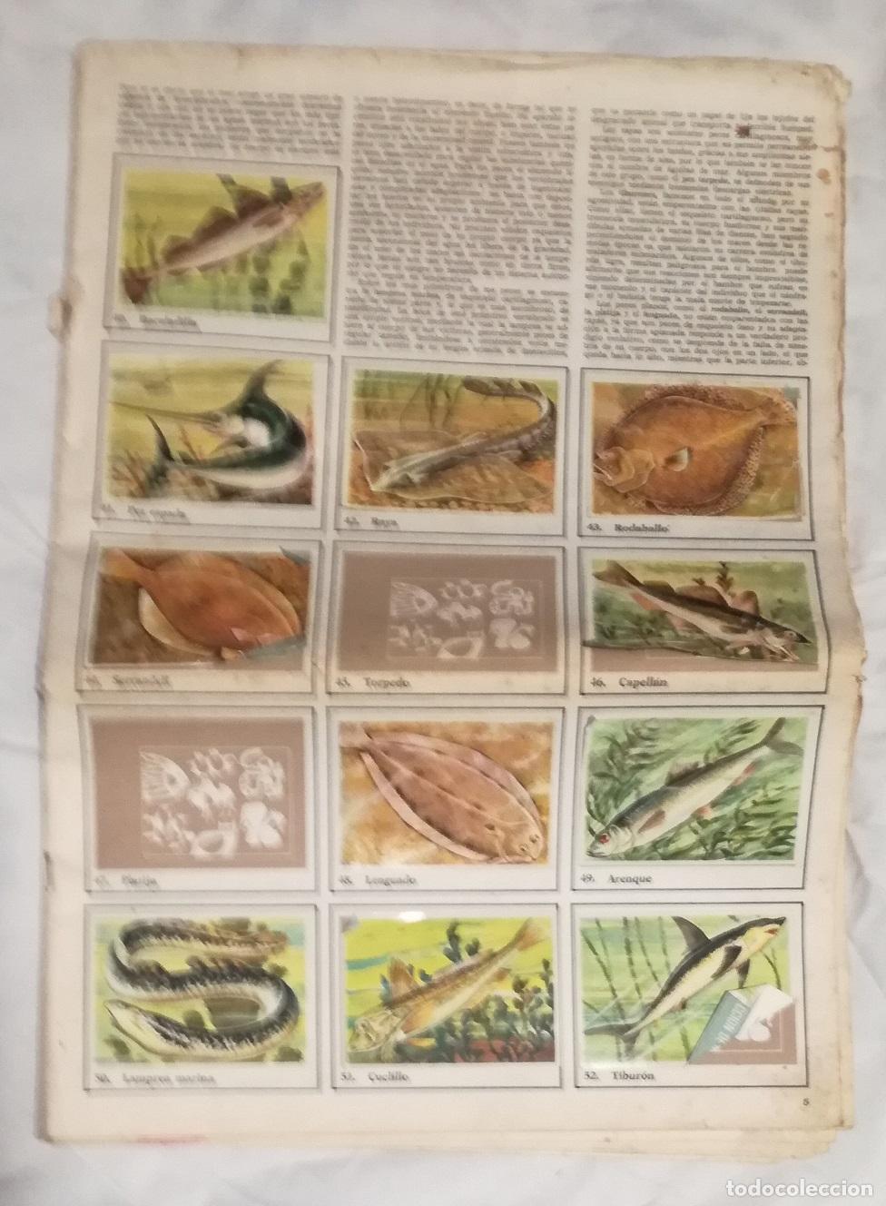Coleccionismo &aacute;lbumes: Album Felix el amigo de los animales; Bruguera - Para recuperar cromos