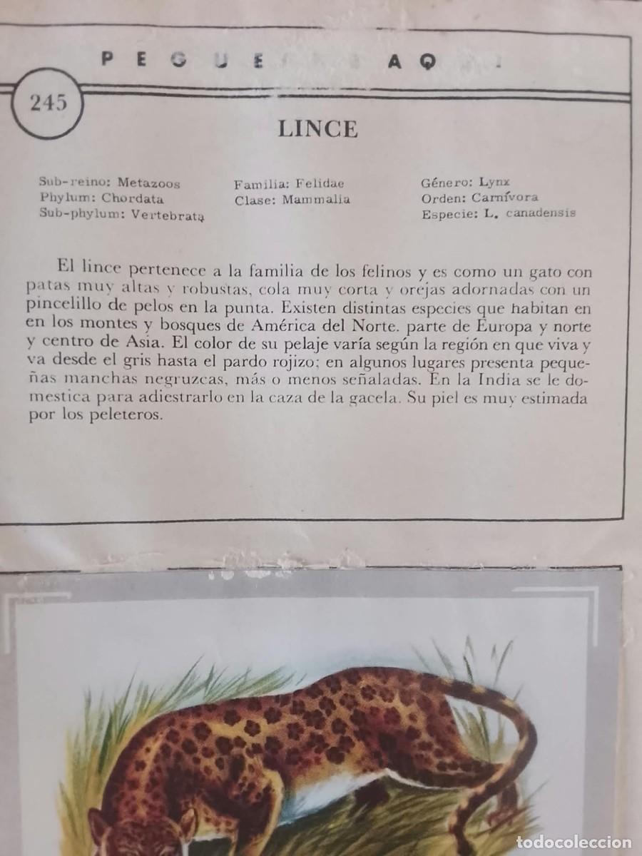 Coleccionismo &aacute;lbumes: ALBUN CROMOS VIDA Y COLOR - Foto 4