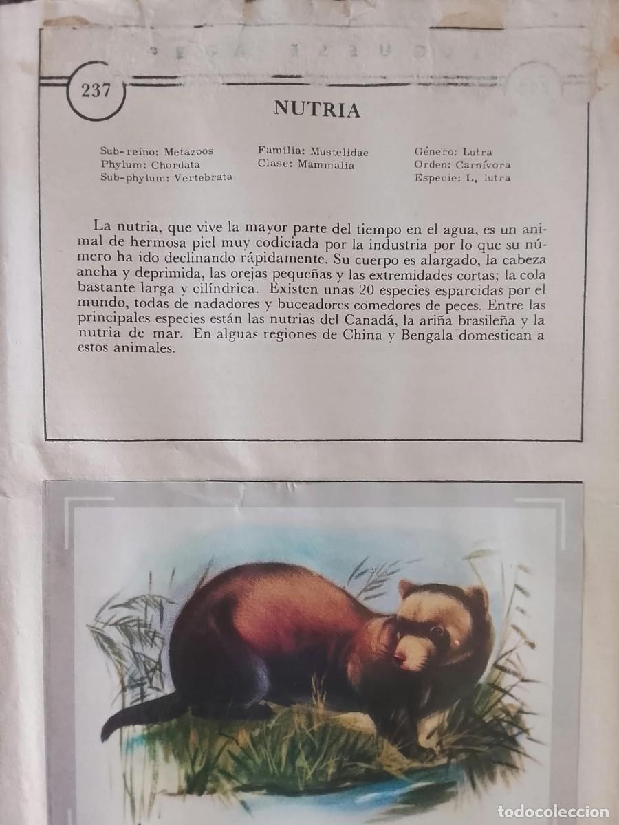 Coleccionismo &aacute;lbumes: ALBUN CROMOS VIDA Y COLOR - Foto 5