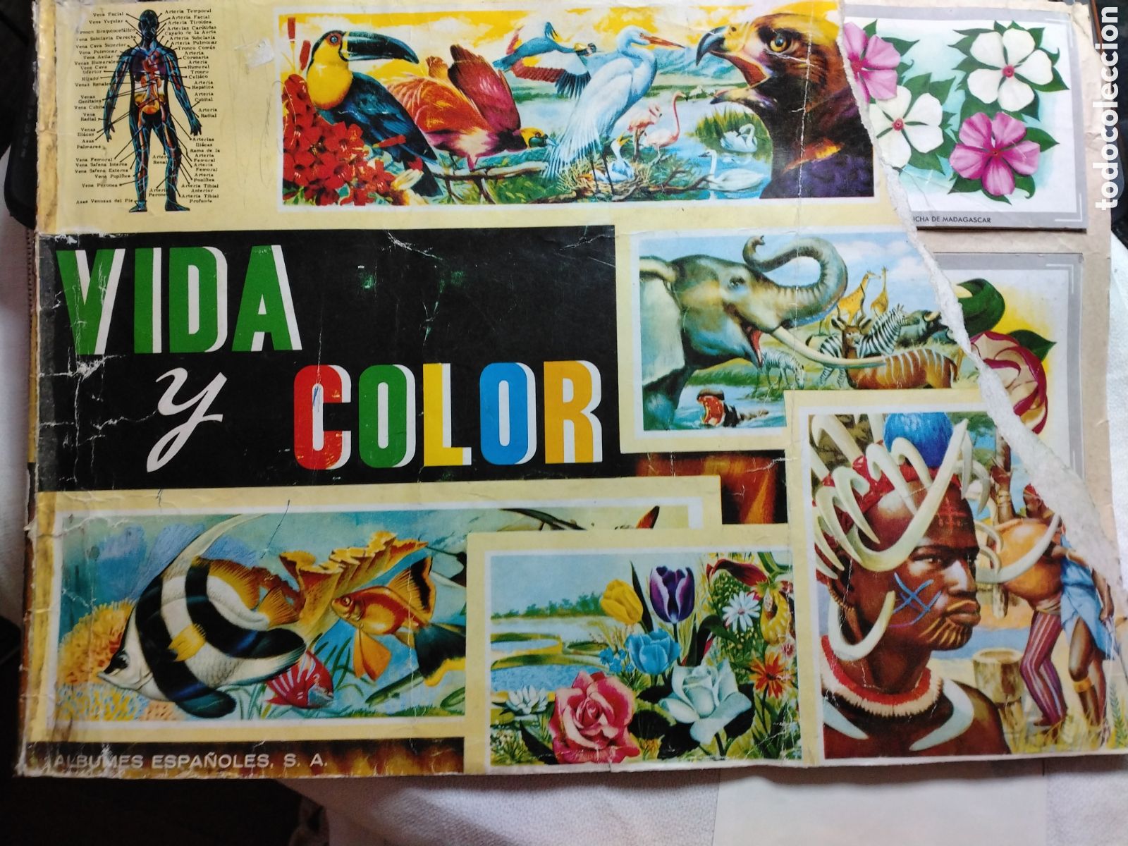 Coleccionismo &aacute;lbumes: VIDA Y COLOR - &Aacute;LBUMES ESPA&Ntilde;OLES 1965.