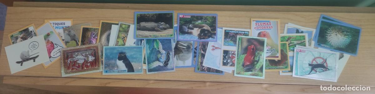 Coleccionismo &aacute;lbumes: Lote de 30 cromos del album de animales - de panini - a&ntilde;o 2013