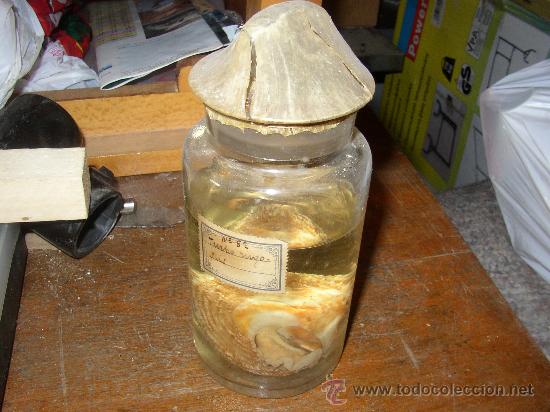 Antig&uuml;edades: Tarro ciencias Turbo rugosus - Foto 1