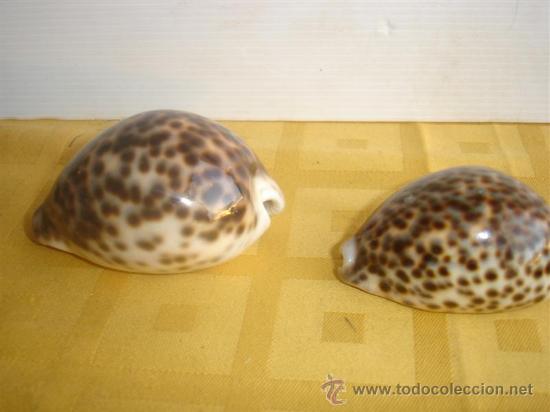 esplendido lote de 25 caracolas de mar. caracol - Compra venta en  todocoleccion