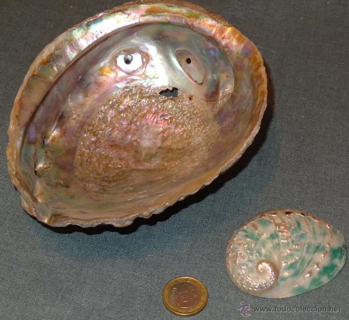 Antig&uuml;edades: Lote 2 conchas Guinea Ecuatorial - nacaradas - Foto 1