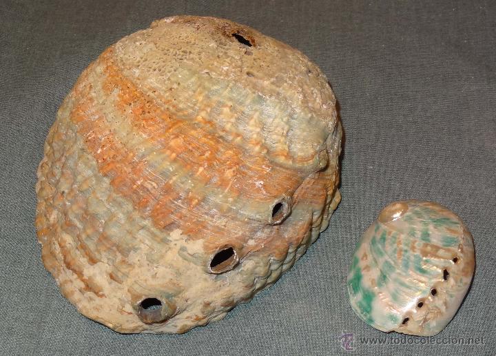 Antig&uuml;edades: Lote 2 conchas Guinea Ecuatorial - nacaradas - Foto 2