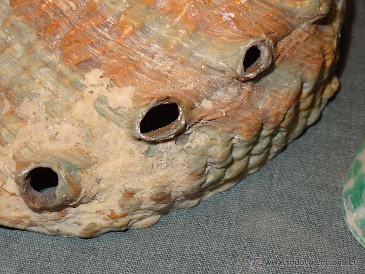 Antig&uuml;edades: Lote 2 conchas Guinea Ecuatorial - nacaradas - Foto 5