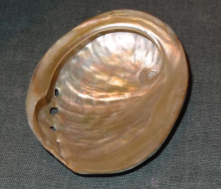 Antig&uuml;edades: Lote 2 conchas Guinea Ecuatorial - nacaradas - Foto 6