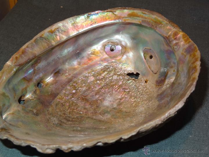 Antig&uuml;edades: Lote 2 conchas Guinea Ecuatorial - nacaradas - Foto 7