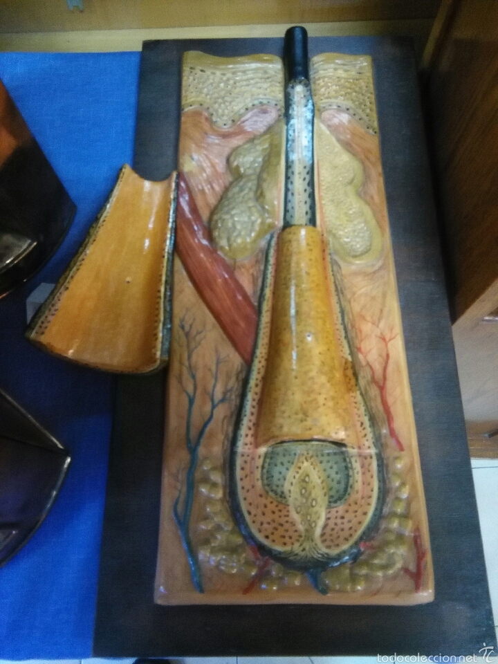 Antig&uuml;edades: Anatom&iacute;a - Foto 2