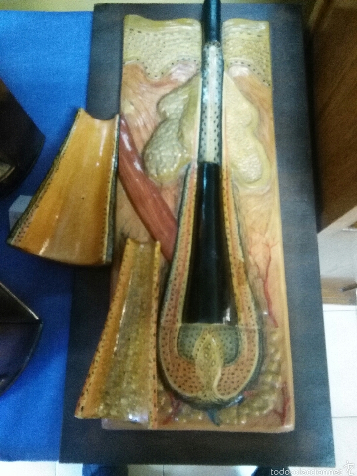 Antig&uuml;edades: Anatom&iacute;a - Foto 3