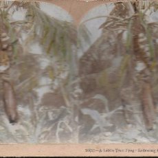 Antigüedades: FE- 48. FOTOGRAFIA ESTEREOSCOPICA COLOREADA EN BUEN ESN, A LITTLE TREE FROG. KEYSTONE COMPANY, 1900.