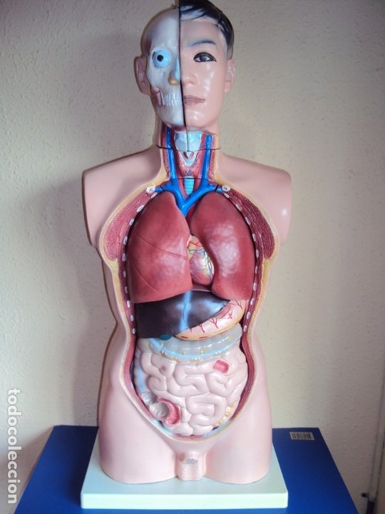 ant-190980)cuerpo humano anatomía de estudio d - Compra venta en  todocoleccion