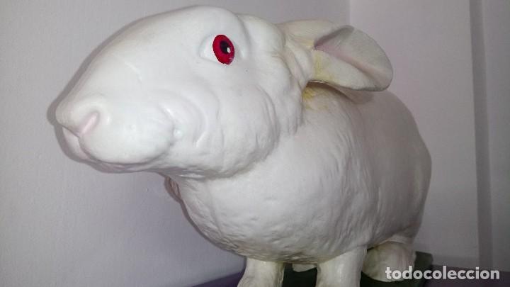 Antig&uuml;edades: CONEJO : FACULTAD VETERINARIA - Foto 4