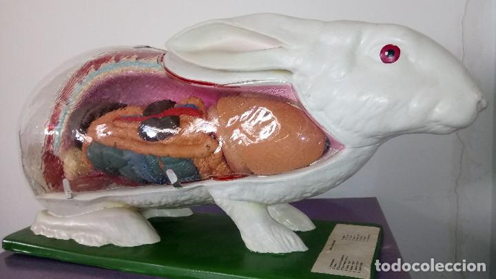 Antig&uuml;edades: CONEJO : FACULTAD VETERINARIA - Foto 1