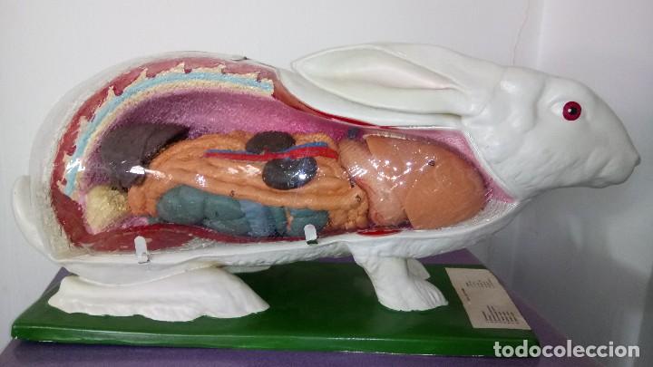 Antig&uuml;edades: CONEJO : FACULTAD VETERINARIA - Foto 5