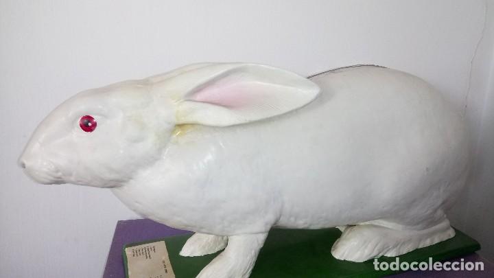 Antig&uuml;edades: CONEJO : FACULTAD VETERINARIA - Foto 2