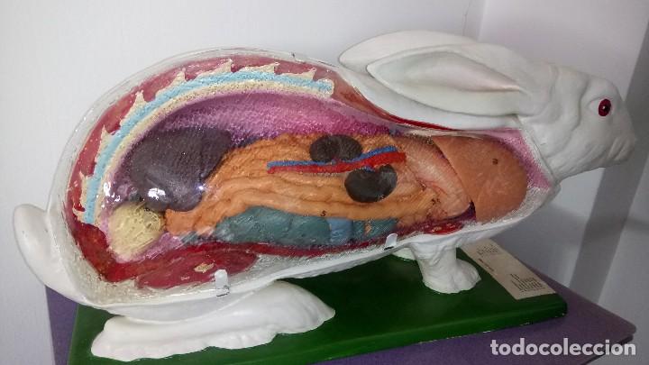 Antig&uuml;edades: CONEJO : FACULTAD VETERINARIA - Foto 3