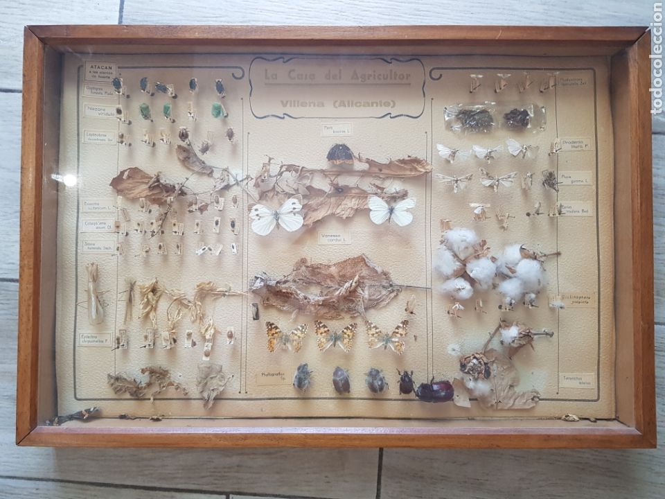 Antig&uuml;edades: Cuadro Expositor de insectos , a&ntilde;os 1940-50 - Foto 1