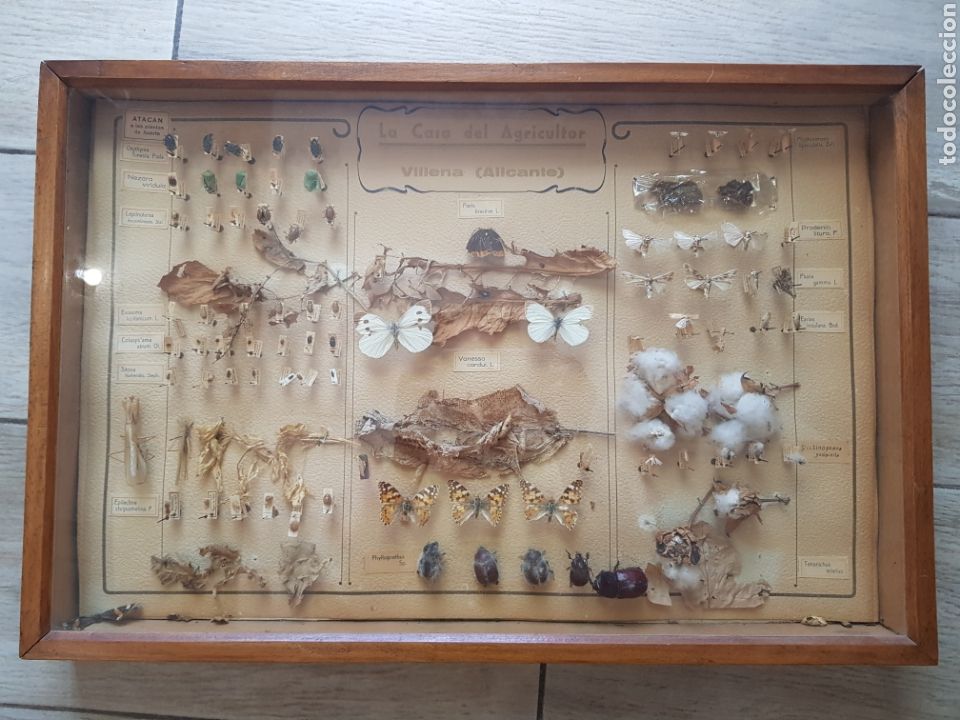 Antig&uuml;edades: Cuadro Expositor de insectos , a&ntilde;os 1940-50 - Foto 2