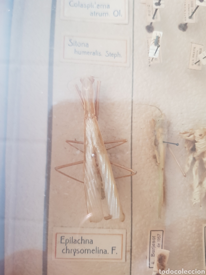 Antig&uuml;edades: Cuadro Expositor de insectos , a&ntilde;os 1940-50 - Foto 4