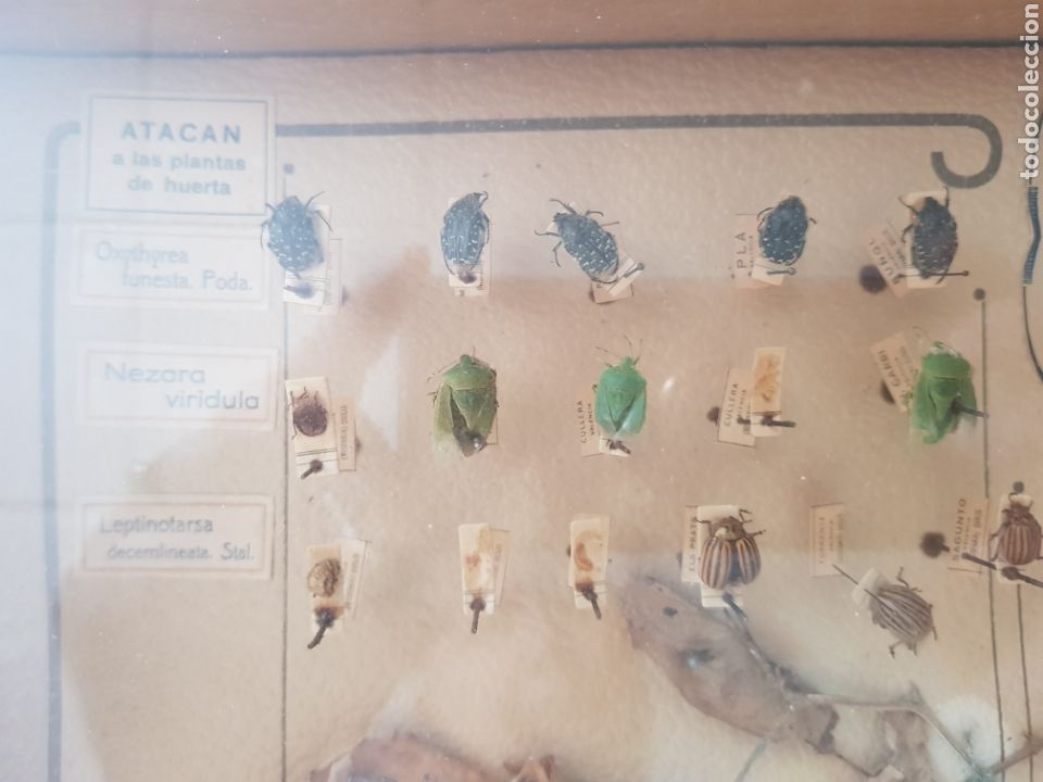 Antig&uuml;edades: Cuadro Expositor de insectos , a&ntilde;os 1940-50 - Foto 5