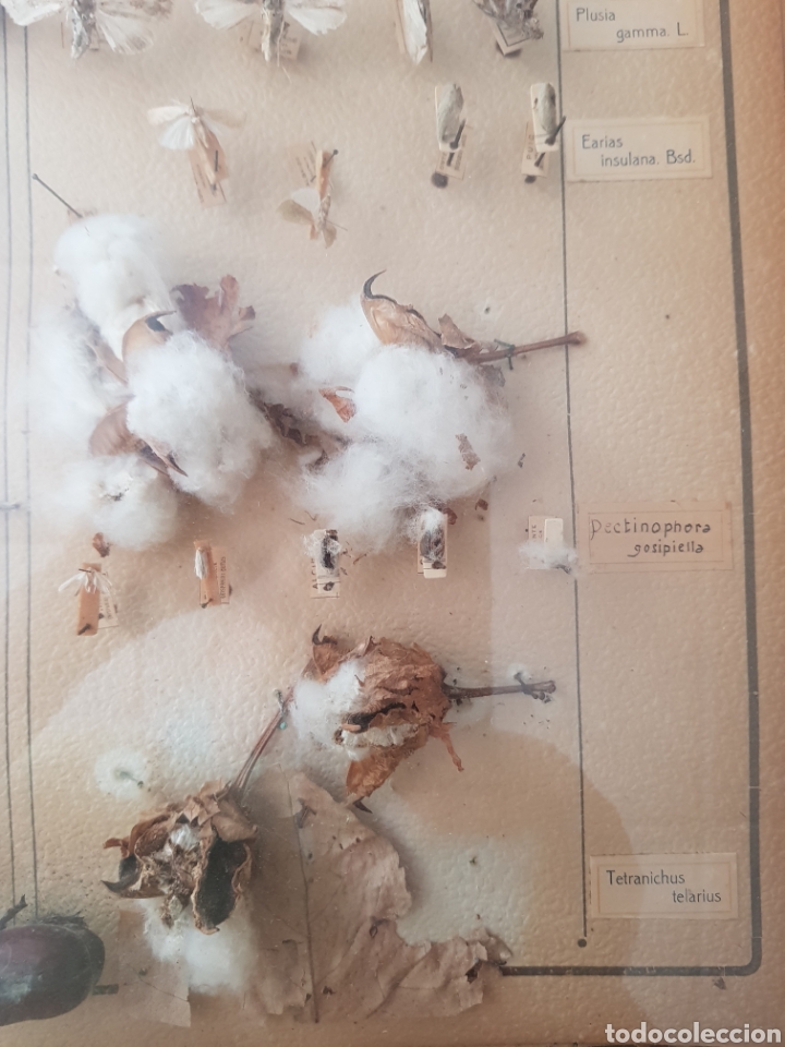 Antig&uuml;edades: Cuadro Expositor de insectos , a&ntilde;os 1940-50 - Foto 6