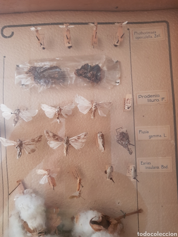 Antig&uuml;edades: Cuadro Expositor de insectos , a&ntilde;os 1940-50 - Foto 7
