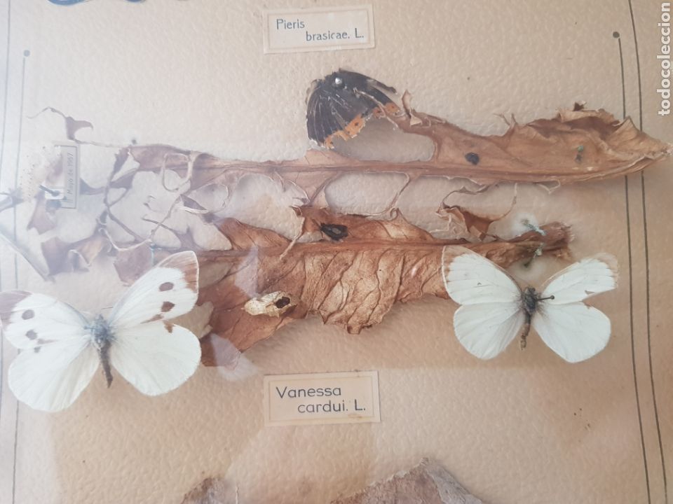 Antig&uuml;edades: Cuadro Expositor de insectos , a&ntilde;os 1940-50 - Foto 8