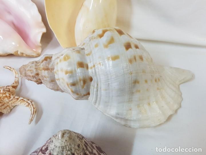 Antig&uuml;edades: Colecci&oacute;n de conchas, caracolas de gran tama&ntilde;o. - Foto 4