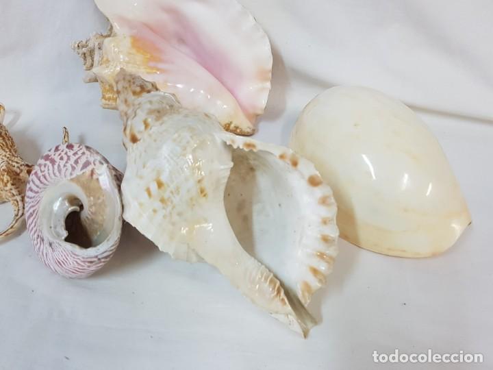 Antig&uuml;edades: Colecci&oacute;n de conchas, caracolas de gran tama&ntilde;o. - Foto 5