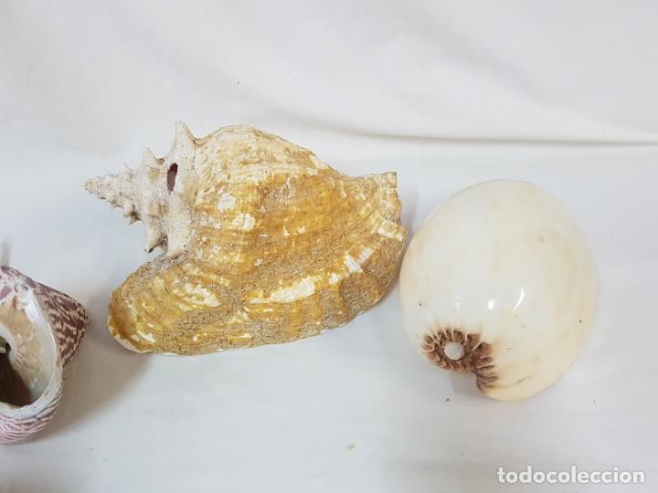 Antig&uuml;edades: Colecci&oacute;n de conchas, caracolas de gran tama&ntilde;o. - Foto 6