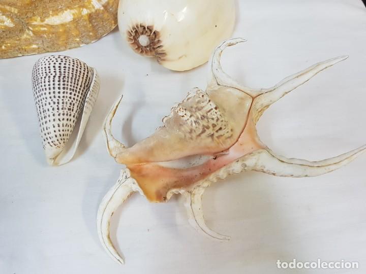 Antig&uuml;edades: Colecci&oacute;n de conchas, caracolas de gran tama&ntilde;o. - Foto 7