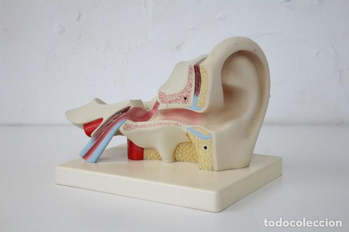Antig&uuml;edades: Modelo anat&oacute;mico o&iacute;do, oreja. Educativo. Anatom&iacute;a. - Foto 1